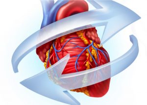 the Science Behind Why Adults’ Hearts Don’t Regenerate