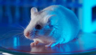 animal testing, use of animals in clinical trials, animal testing in clinical research