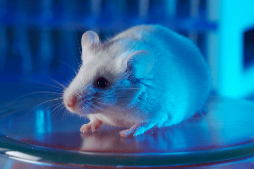 animal testing, use of animals in clinical trials, animal testing in clinical research