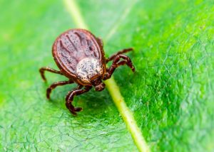 Moderna Announces Development of New Treatments for Lyme Disease